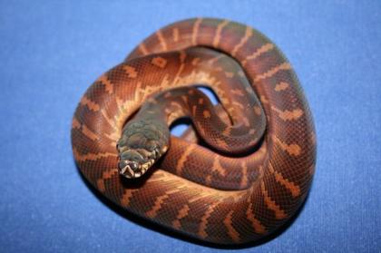 Boeleni Chondro s