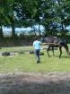 Suche mobilen Westernreitlehrer