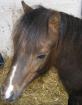 Classic-Pony Jährlingshengst abzugeben
