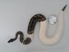 0. 1 Python regius Piebald Königspython Weibchen